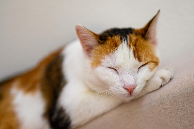 居眠り猫の画像